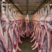 Kühlraum Schweine 19
