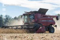 Soya harvest 164