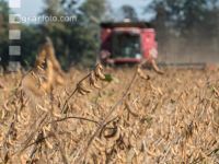 Soya harvest 167