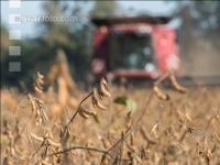 Soya harvest 168