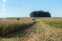 Maize harvest 190