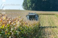 Maize harvest 191