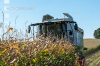 Maize harvest 192