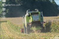Maize harvest 193
