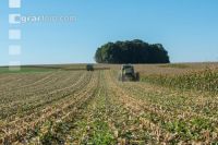 Maize harvest 194