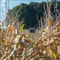 Maize harvest 196