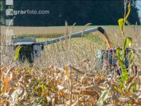 Maize harvest 198