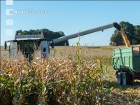 Maize harvest 199