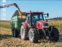 Maize harvest 200