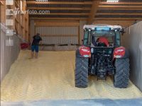 Maiskornsilage 36