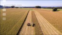 Maize harvest 212