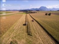 Maize harvest 213