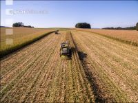 Maize harvest 214