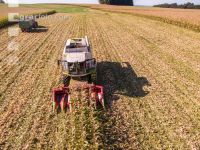 Maize harvest 215
