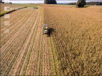 Maize harvest 216