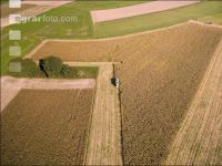 Maize harvest 217