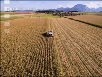 Maize harvest 218