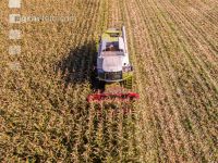 Maize harvest 219