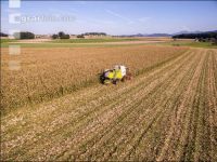Maize harvest 220
