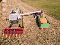 Maize harvest 221