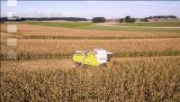 Maize harvest 222