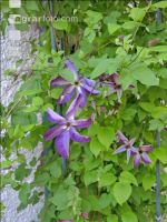Clematis