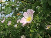 Biene Frühling 3