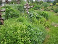 Kräutergarten 3
