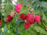 Himbeeren 9