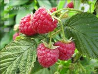 Himbeeren 11