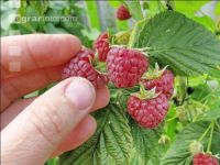 Himbeeren 10