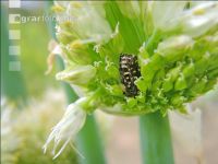 Oxythyrea funesta
