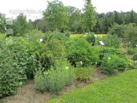 Kräutergarten 5