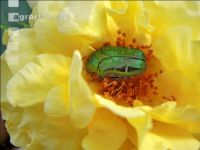 Rose chafer 7