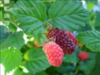 Taybeeren 3