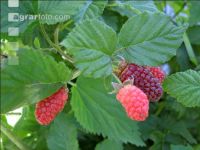 Taybeeren 4