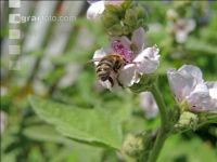 Bienen Sommer 4
