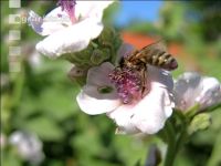 Bienen Sommer 5