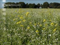 Blooming cover crop 5