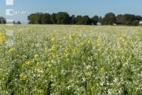 Blooming cover crop 4