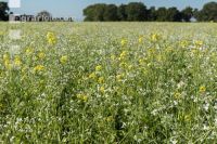 Blooming cover crop 3