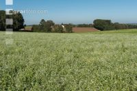 Blooming cover crop 2