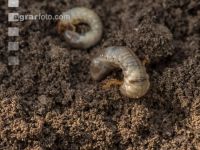Grub on grassland 7