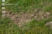 Grub on grassland 6