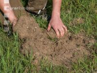 Grub on grassland 5