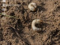 Grub on grassland 4