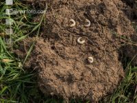 Grub on grassland 3