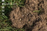 Grub on grassland 2