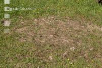 Grub on grassland 1