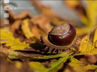 Kastanie Frucht 3